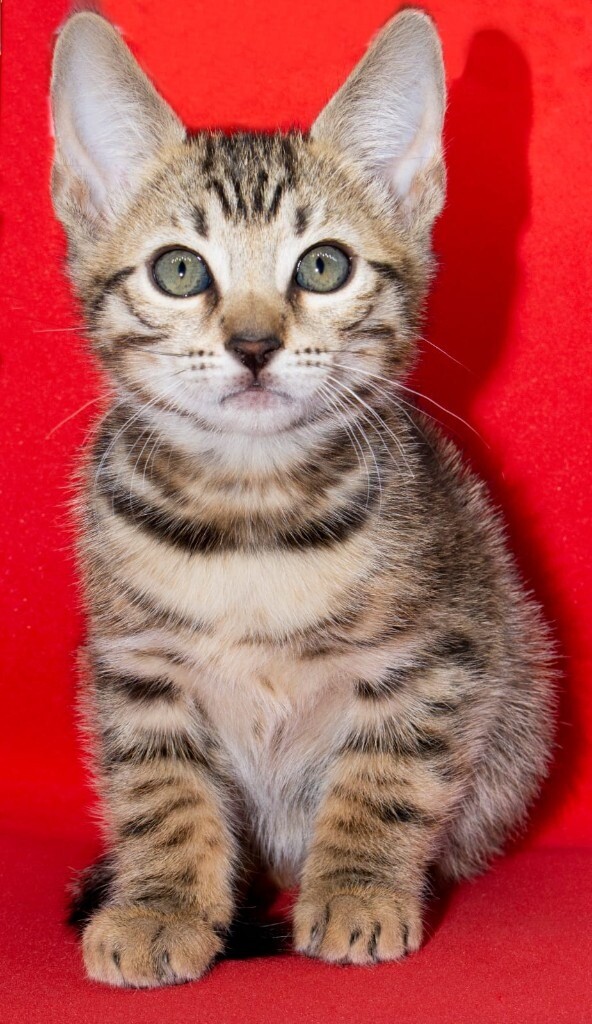 gumtree kittens free to good home